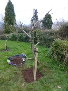 Apple Tree in new position